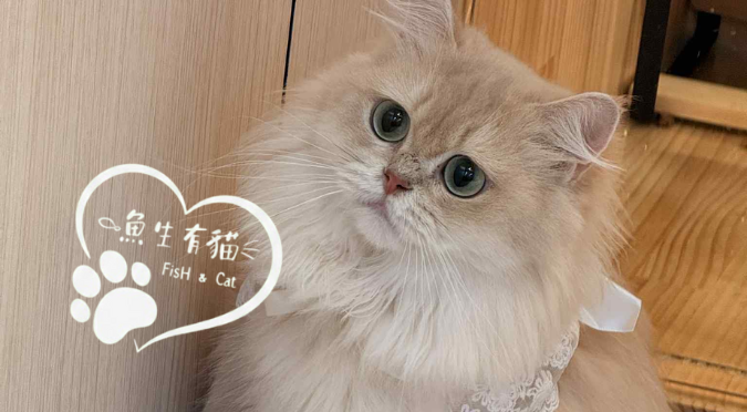 嚴選合法寵物店-魚生有貓