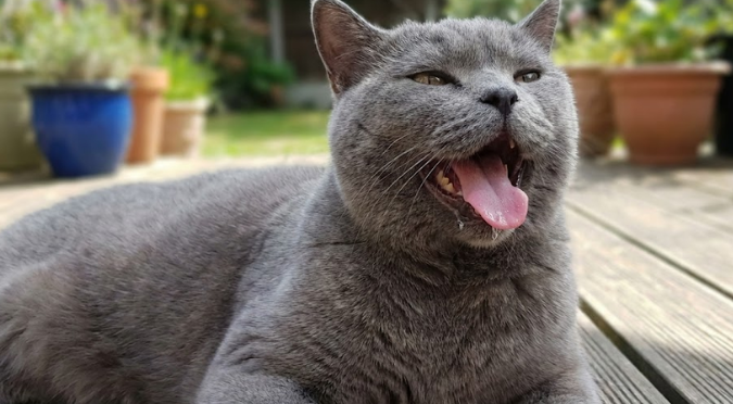 貓咪張口呼吸非享受！肥厚性心肌病變的死亡警訊，立即急診是關鍵