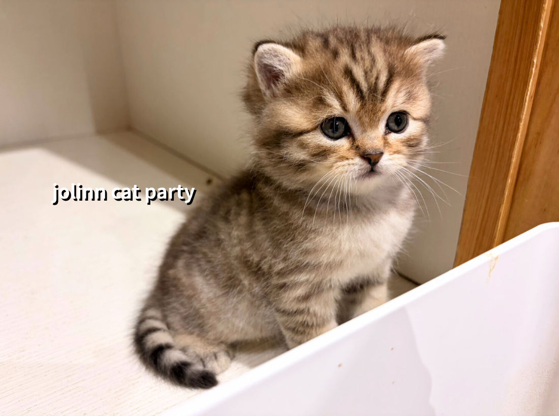 貓咪派對／豹紋英國短毛貓