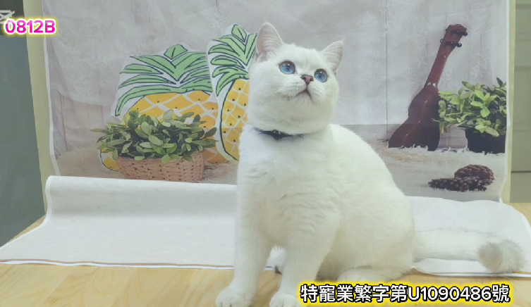 米琪蘇貓舍／銀點色英國短毛貓