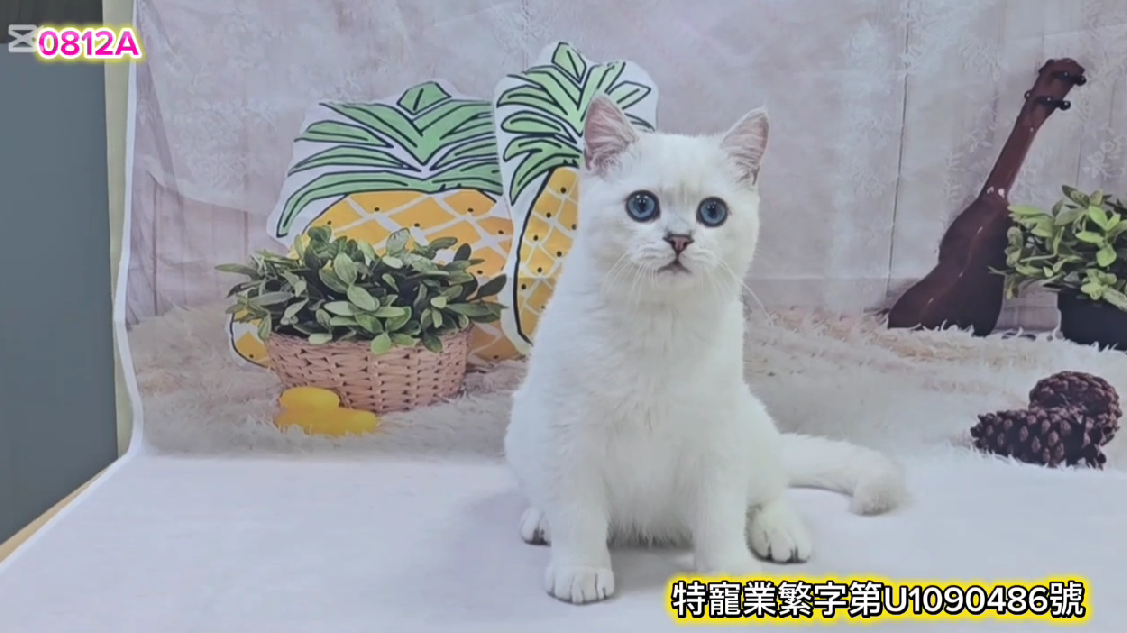 米琪蘇貓舍／銀點色英國短毛貓