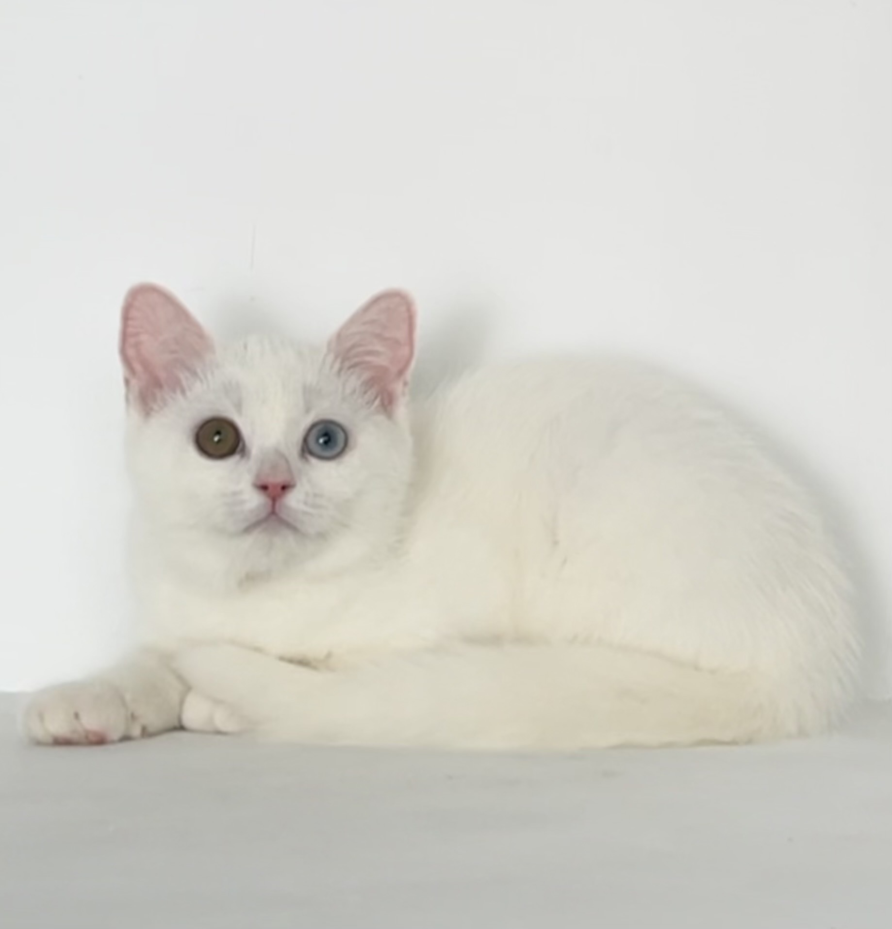 貓堡貝寵物坊／異瞳白英國短毛貓