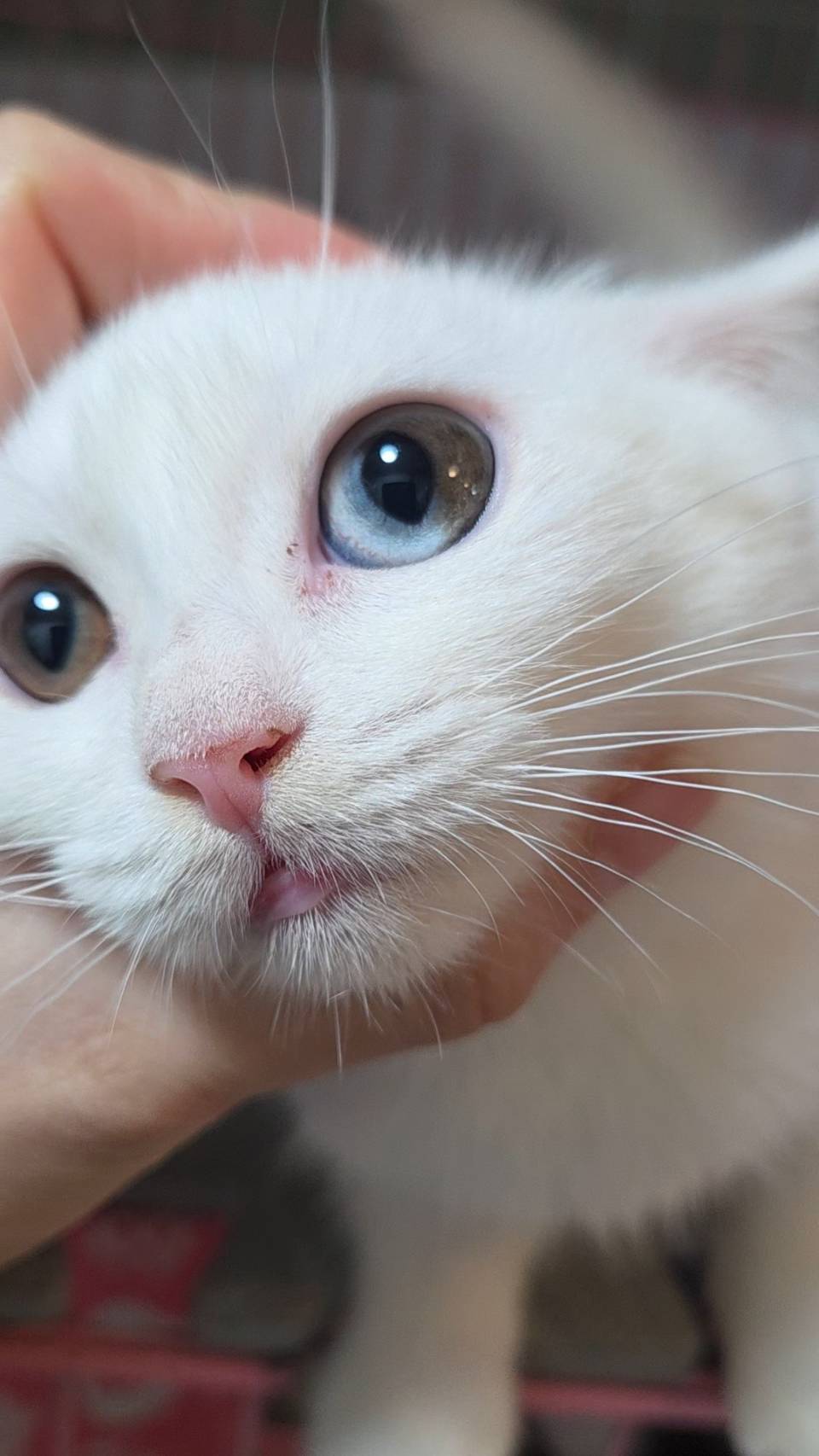 刻在你心底的貓／白色英國短毛貓