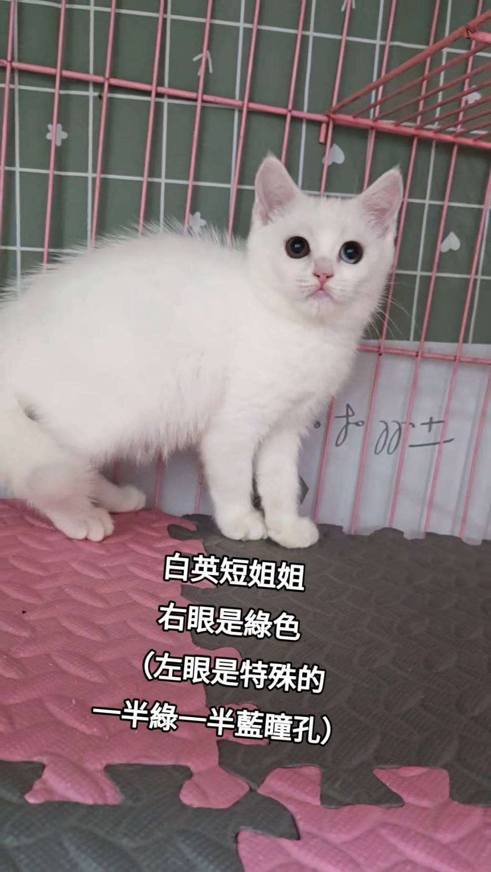 刻在你心底的貓／白色英國短毛貓