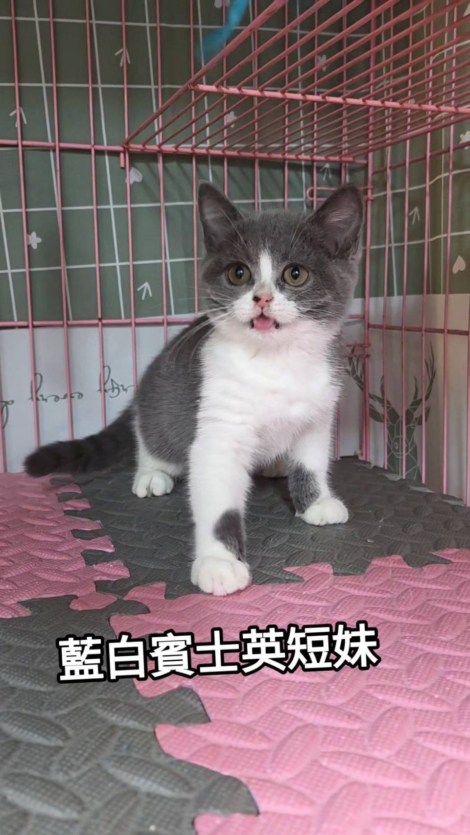 刻在你心底的貓／藍白賓士英國短毛貓