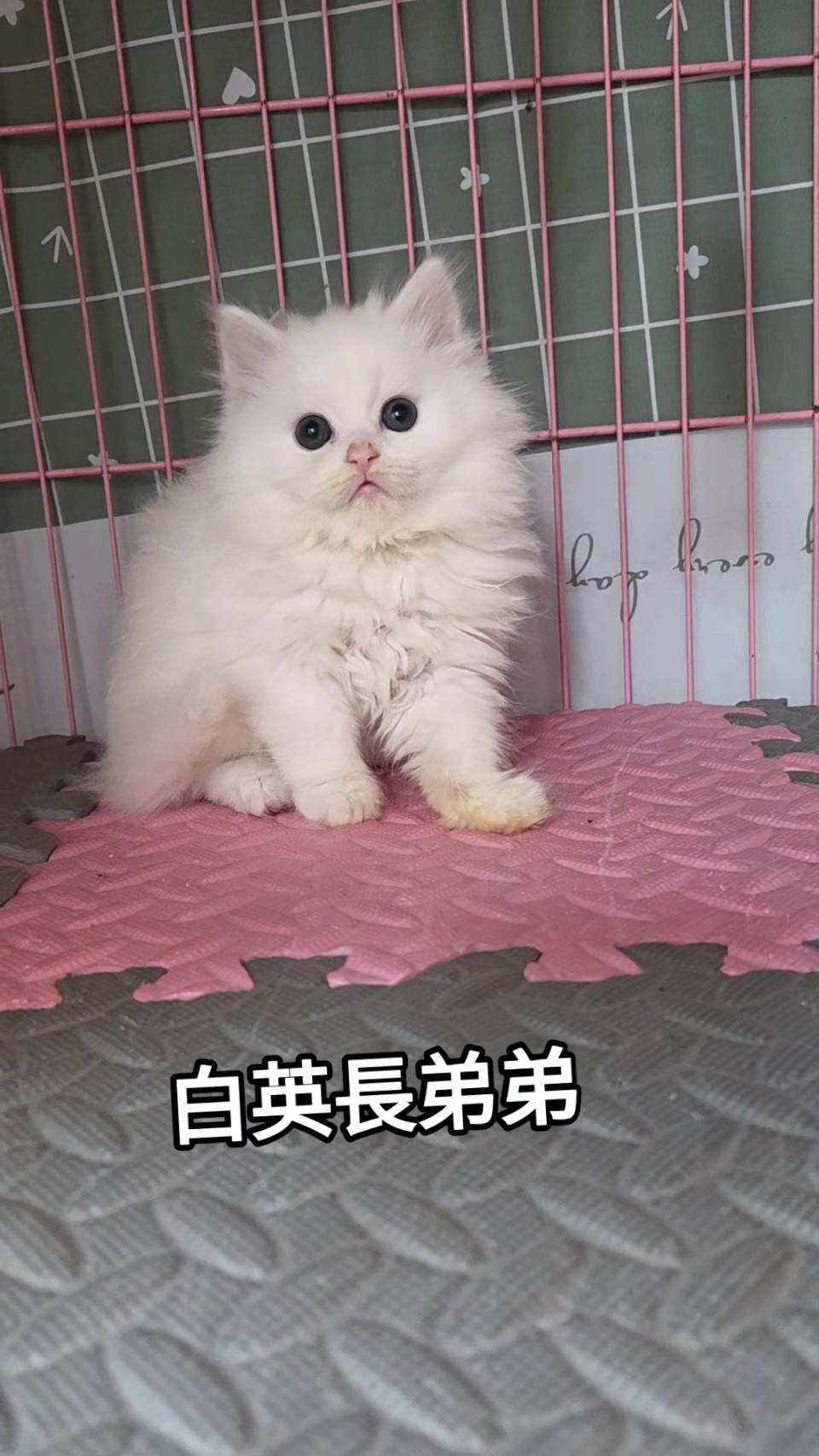 刻在你心底的貓／白色英國長毛貓