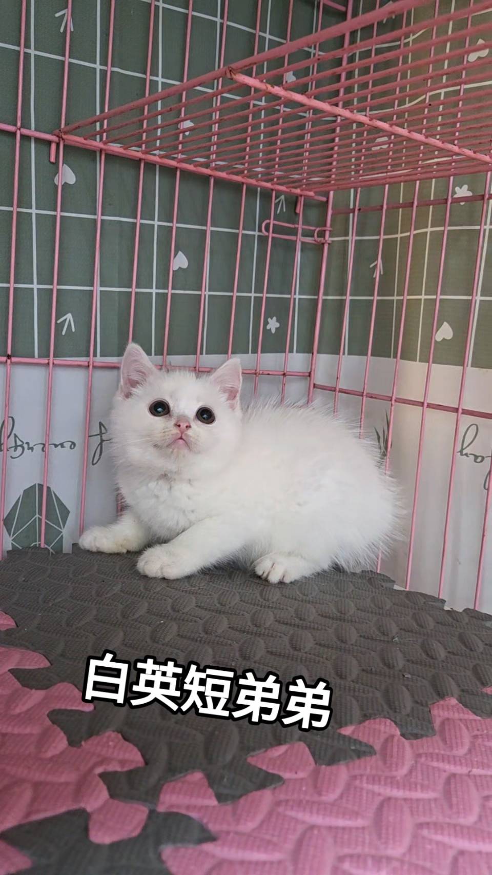 刻在你心底的貓／白色英國短毛貓