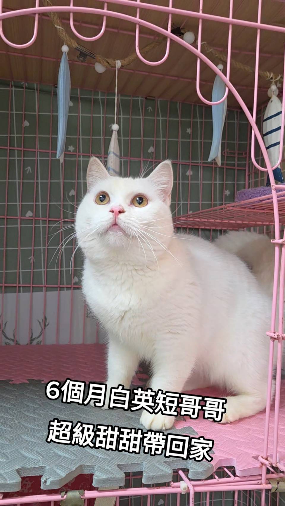 刻在你心底的貓／白色英國短毛貓