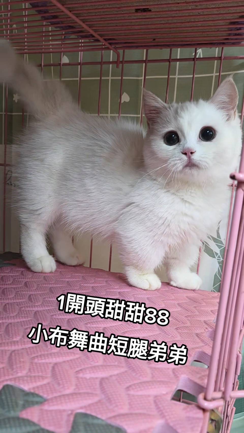 刻在你心底的貓／小步舞曲