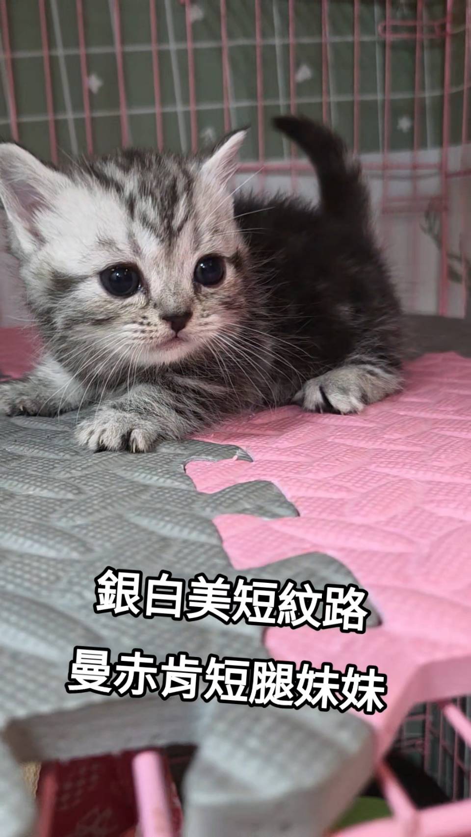 刻在你心底的貓／銀白美短紋曼赤肯