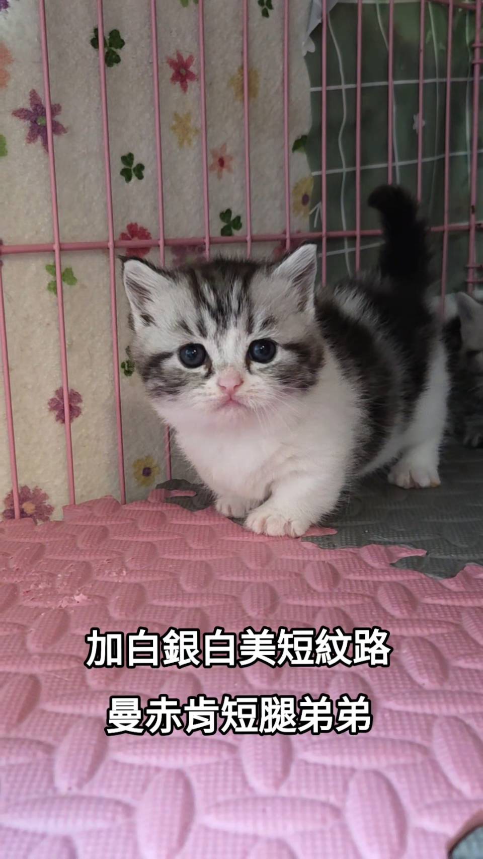 刻在你心底的貓／加白銀白美短紋曼赤肯