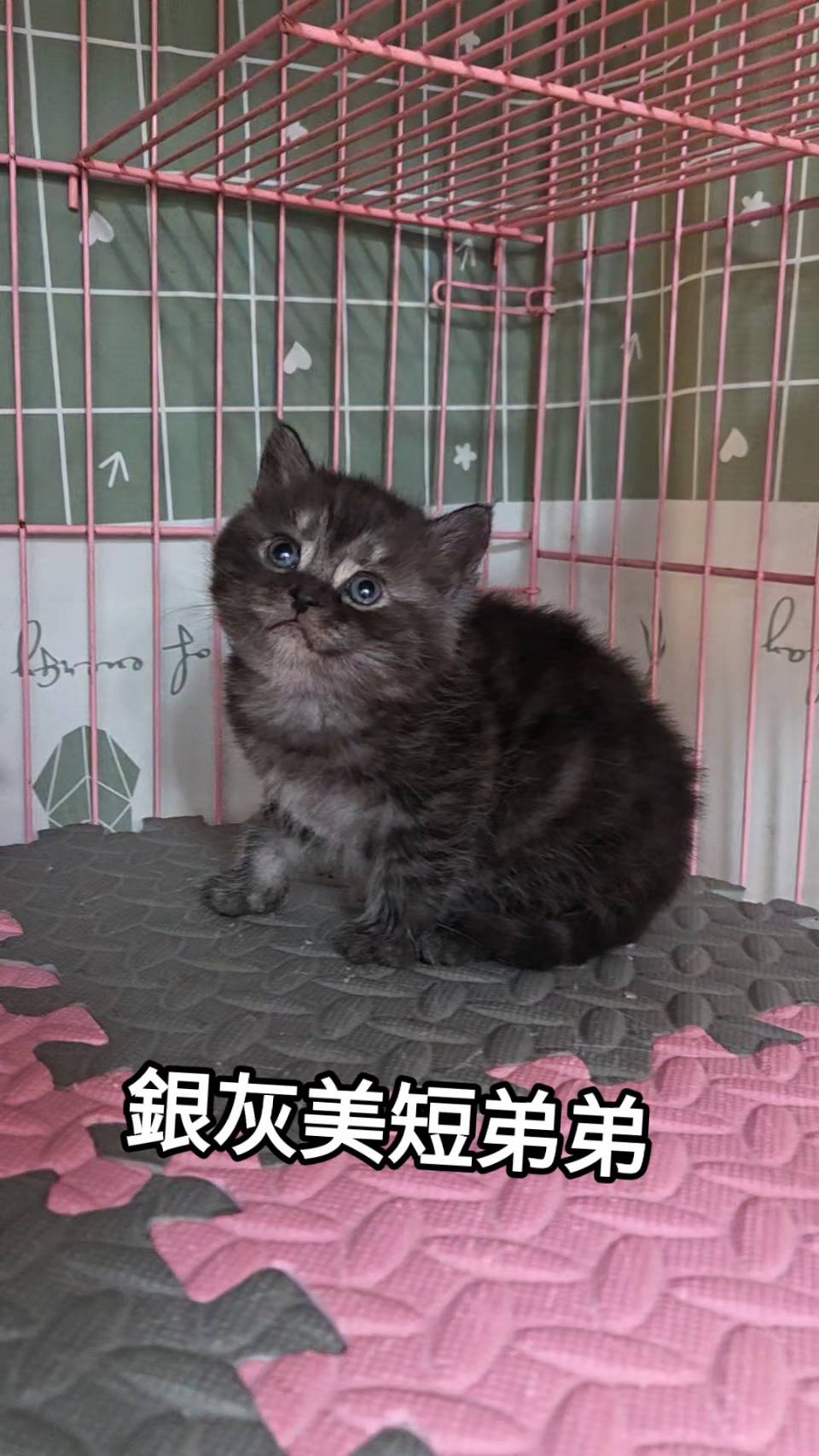 刻在你心底的貓／銀灰色美國短毛貓