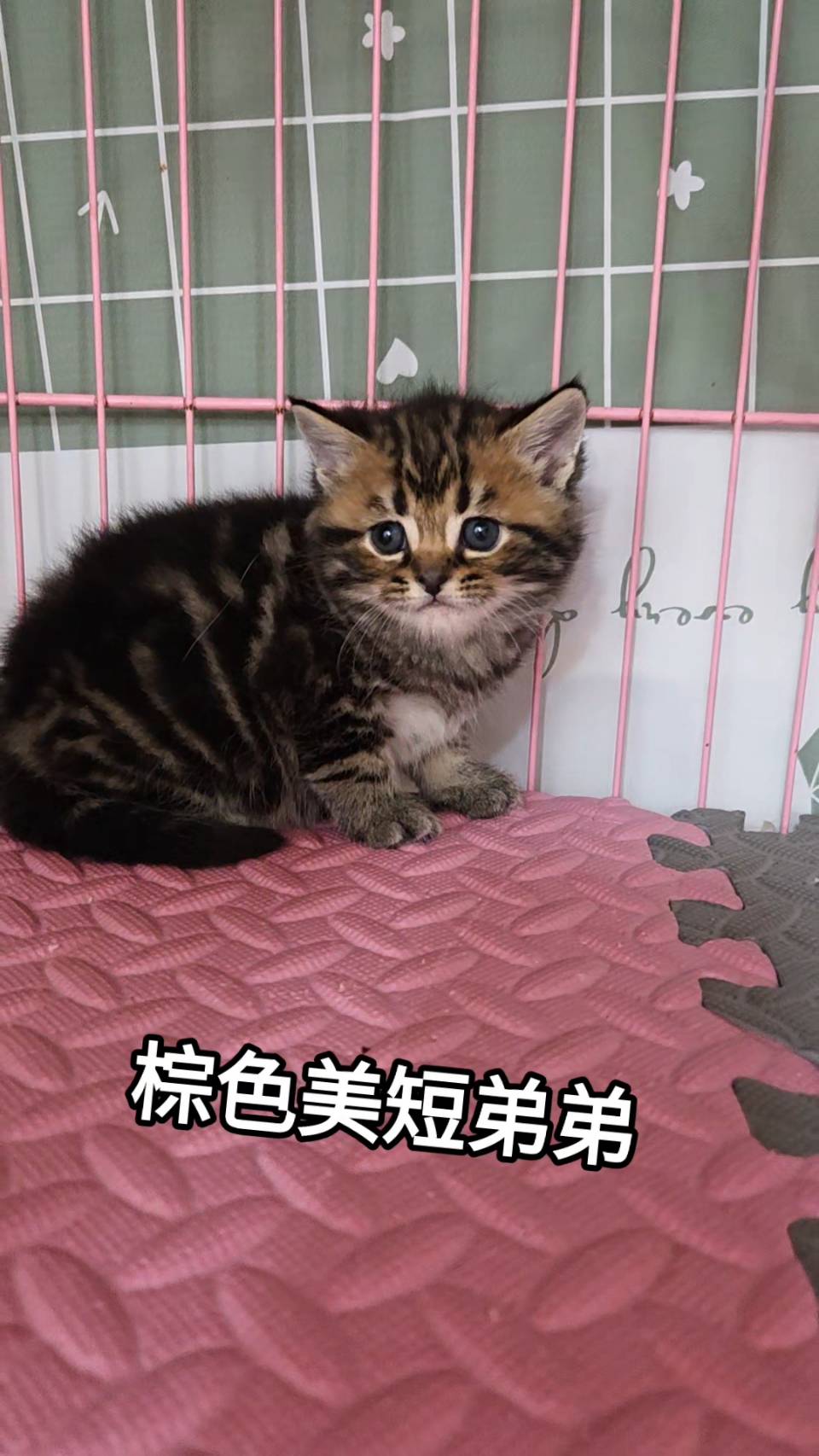 刻在你心底的貓／棕色美國短毛貓