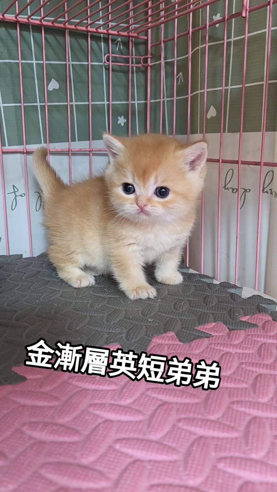 刻在你心底的貓／金漸層英國短毛貓