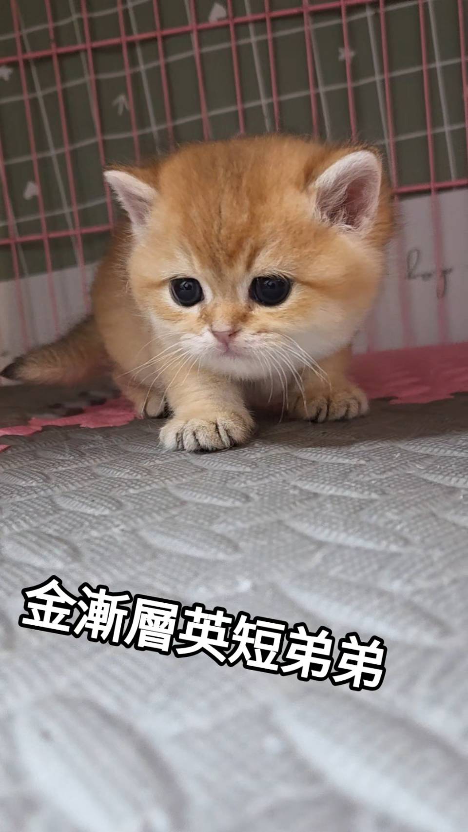 刻在你心底的貓／金漸層英國短毛貓