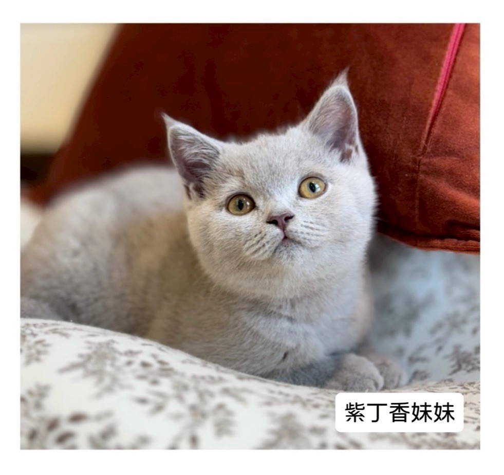 小東尼英短貓舍／紫丁香英國短毛貓