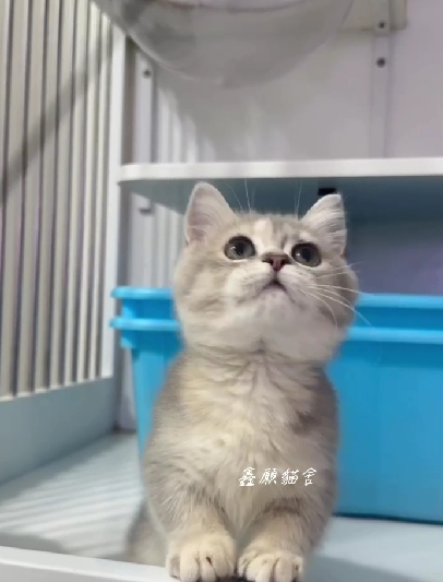 鑫願貓舍／深藍金曼赤肯