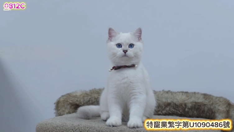 米琪蘇貓舍／銀點色英國短毛貓