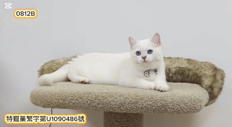 米琪蘇貓舍／銀點色英國短毛貓