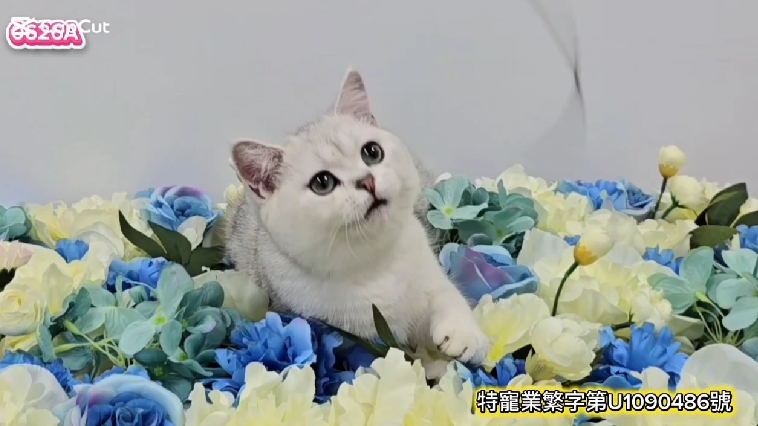 米琪蘇貓舍／銀漸層英國短毛貓