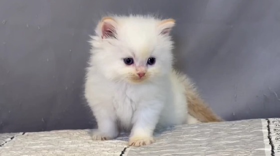 尊爵名皇／奶端布偶貓