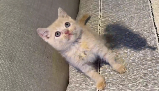 尊爵名皇／奶油色英國短毛貓