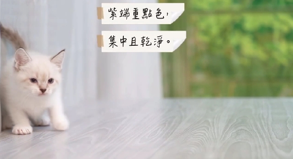 星光貓舍／紫端重點色英國短毛貓