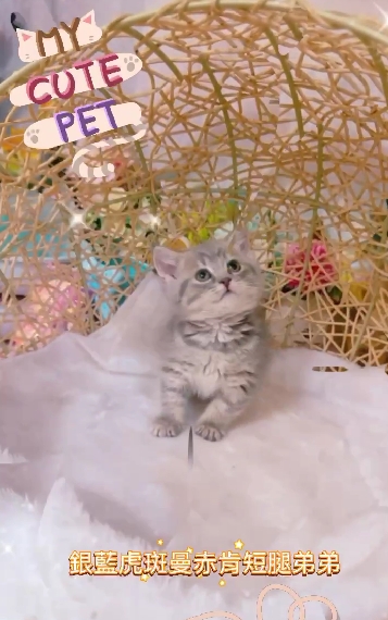 星光貓舍／銀藍虎斑曼赤肯
