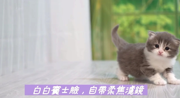 星光貓舍／煙花白賓士英國長毛貓