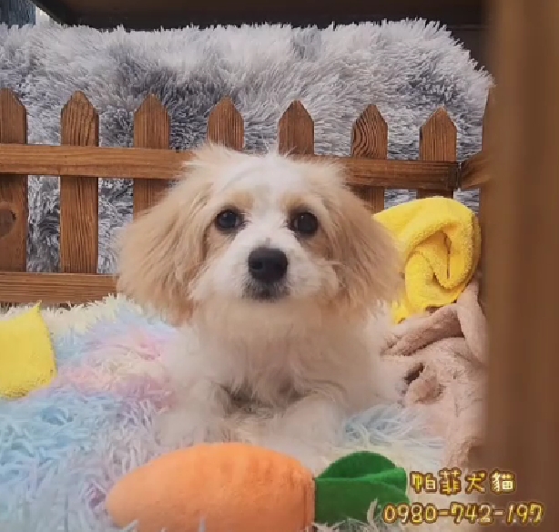 帕菲寵物館／紅白花騎士比熊