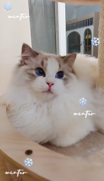 蘋果樹下的布偶貓／布偶貓