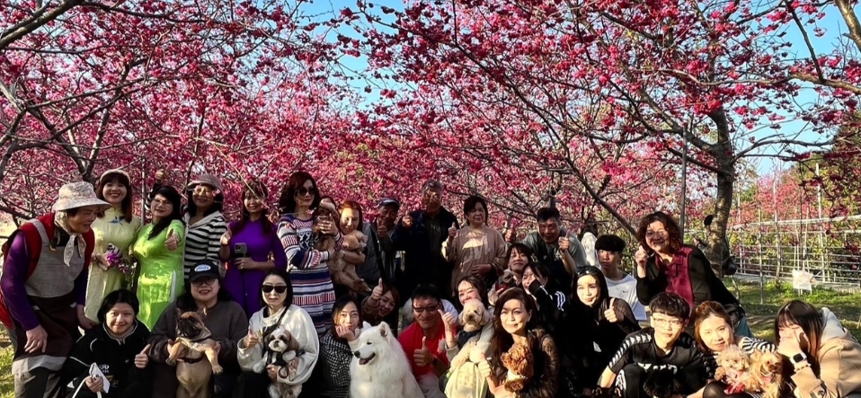 『汪喵揪了走』台中新社賞櫻一日遊