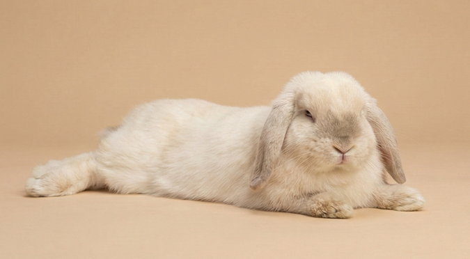 兔子的「Sploot」伸展學：測量愛兔空間需求，打造舒適成長環境