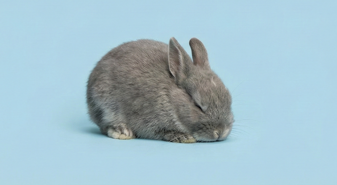 兔子腸胃脹氣劇痛警訊：母雞蹲與磨牙聲，緊急處理指南