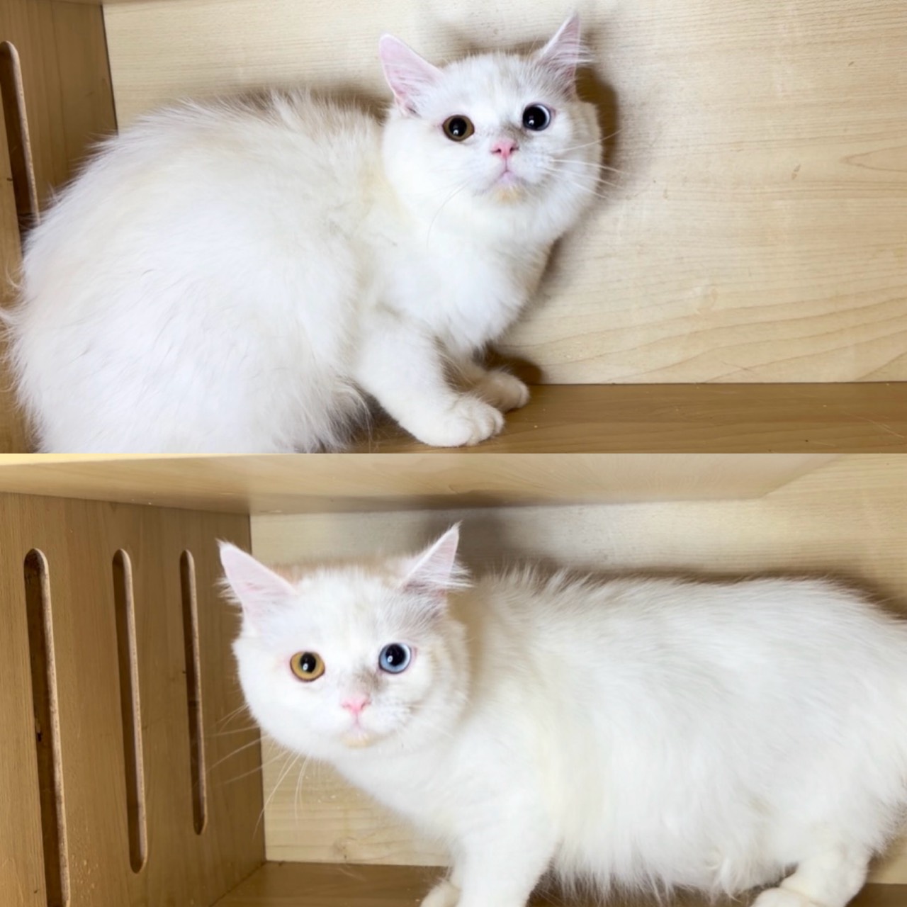 華貴皇族國際專業貓舍／白色異瞳英國長毛貓