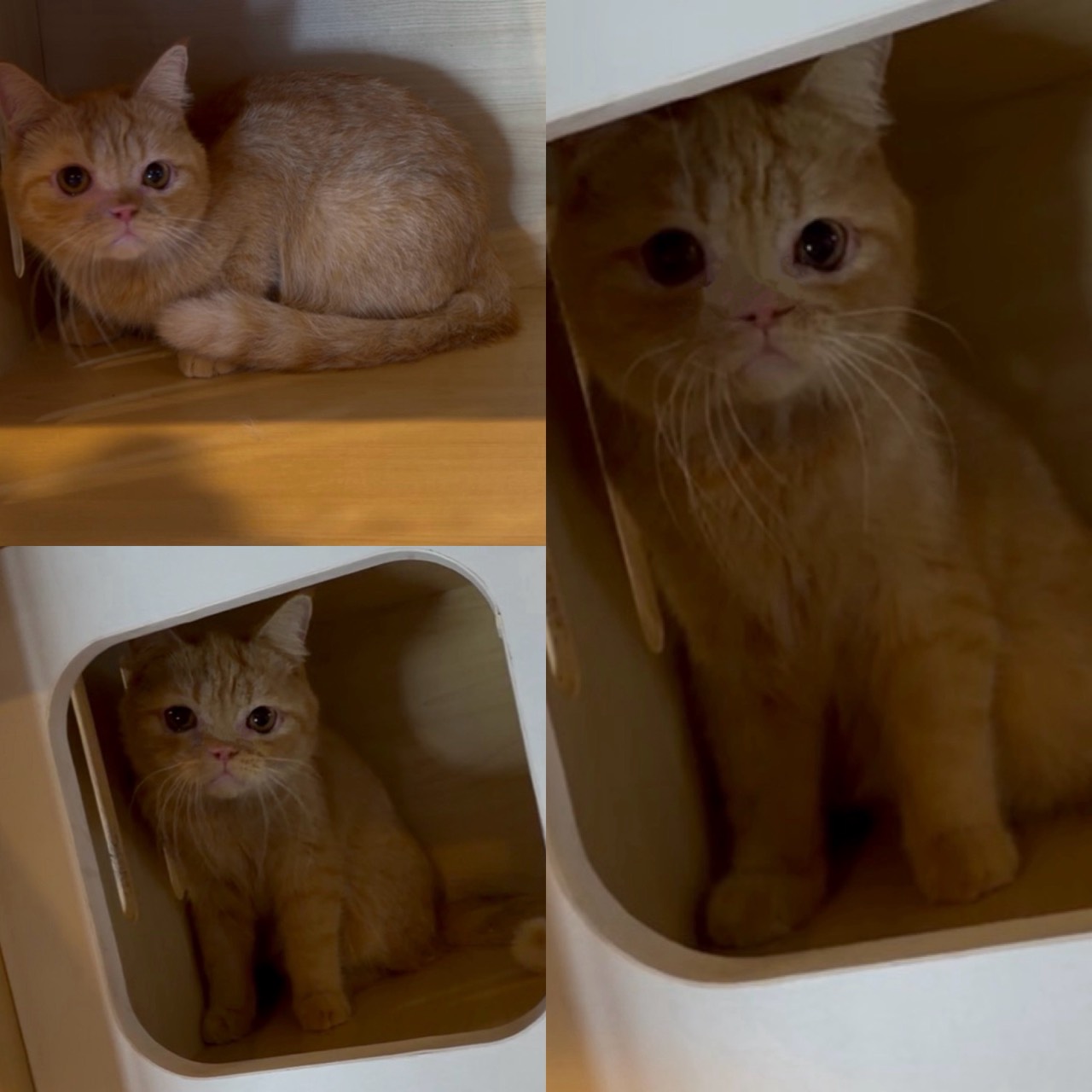 華貴皇族國際專業貓舍／橘色英國短毛貓