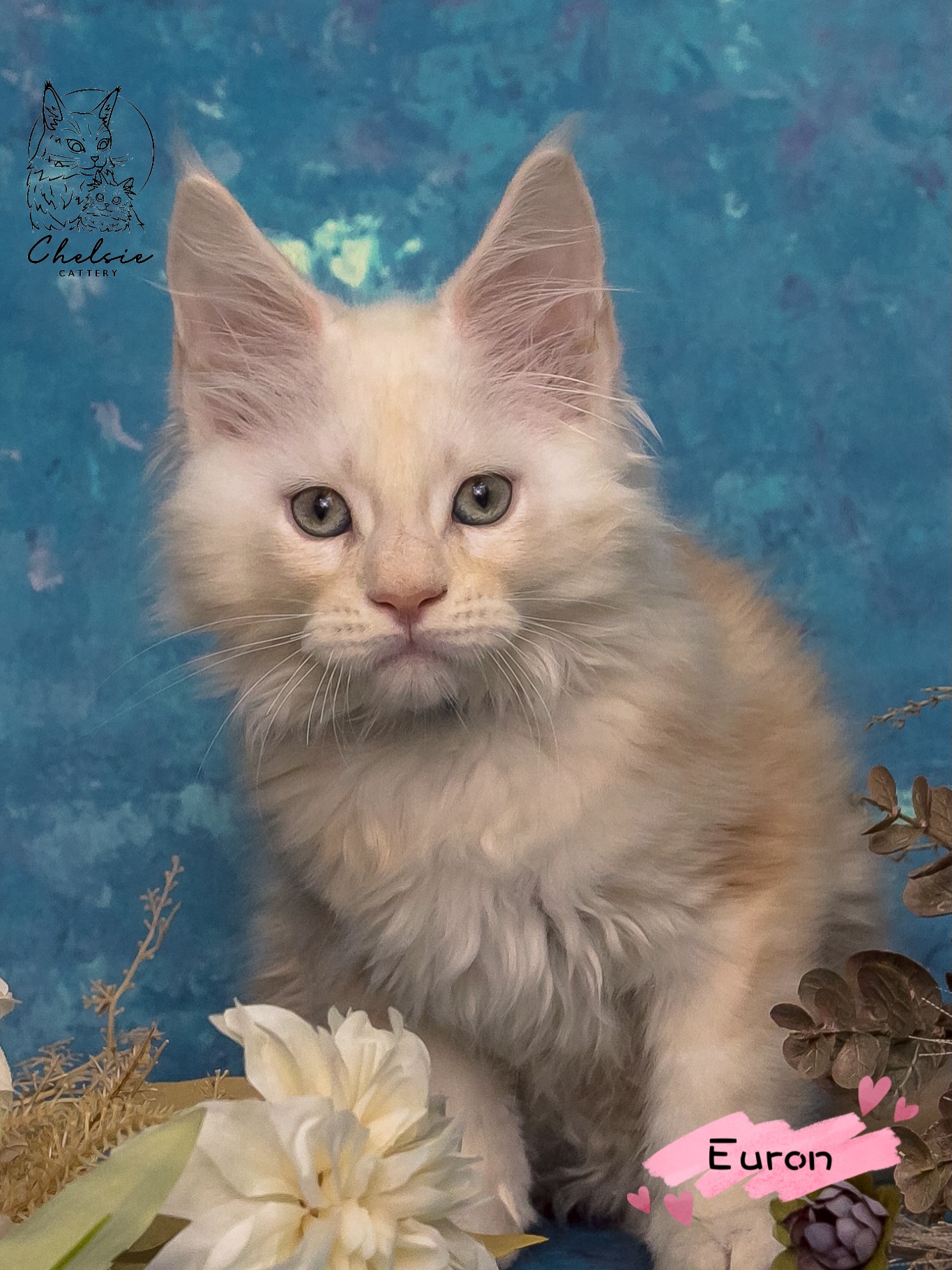 雀而喜貓舍／紅銀虎斑緬因貓