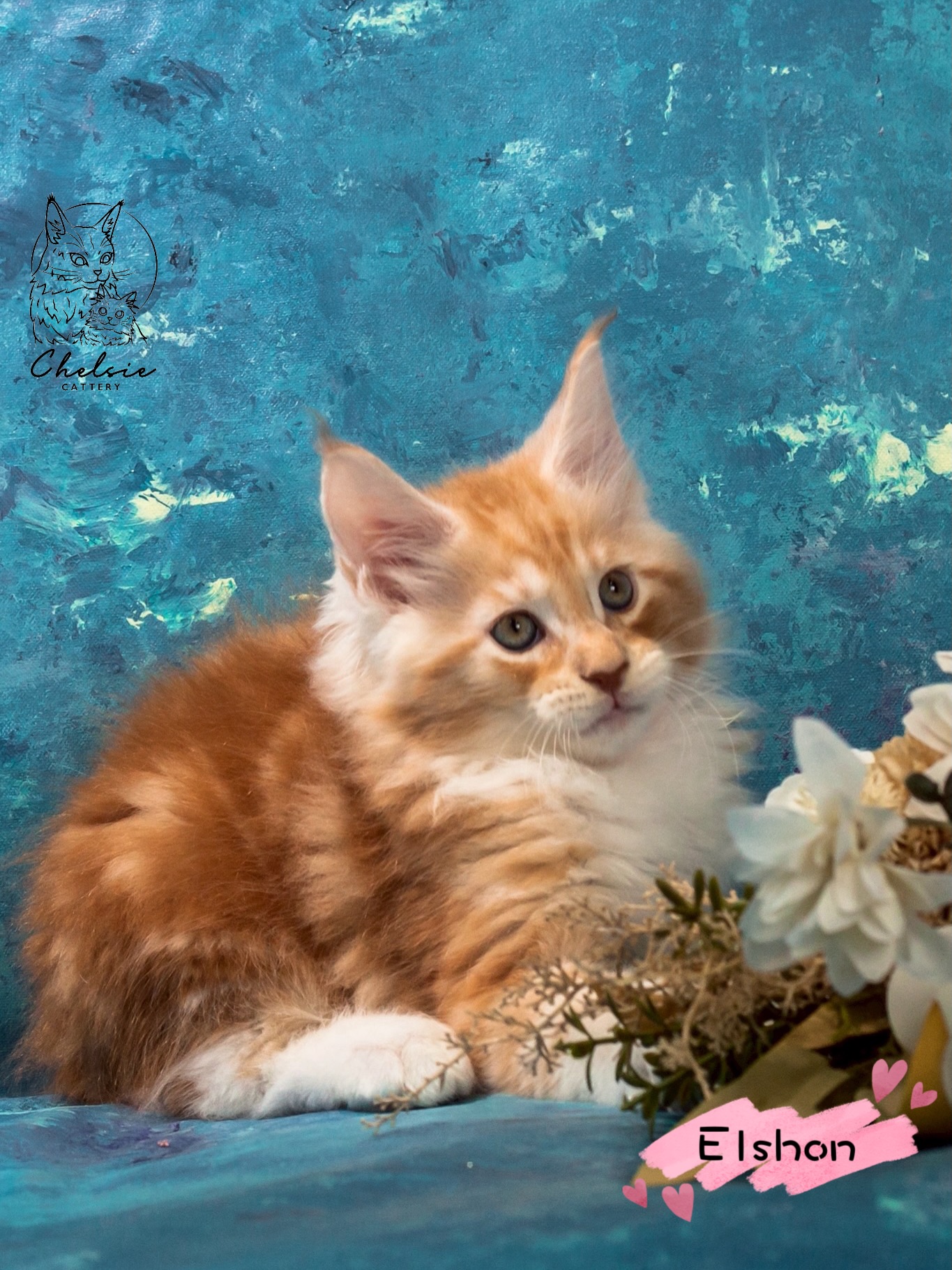 雀而喜貓舍／紅銀虎斑緬因貓