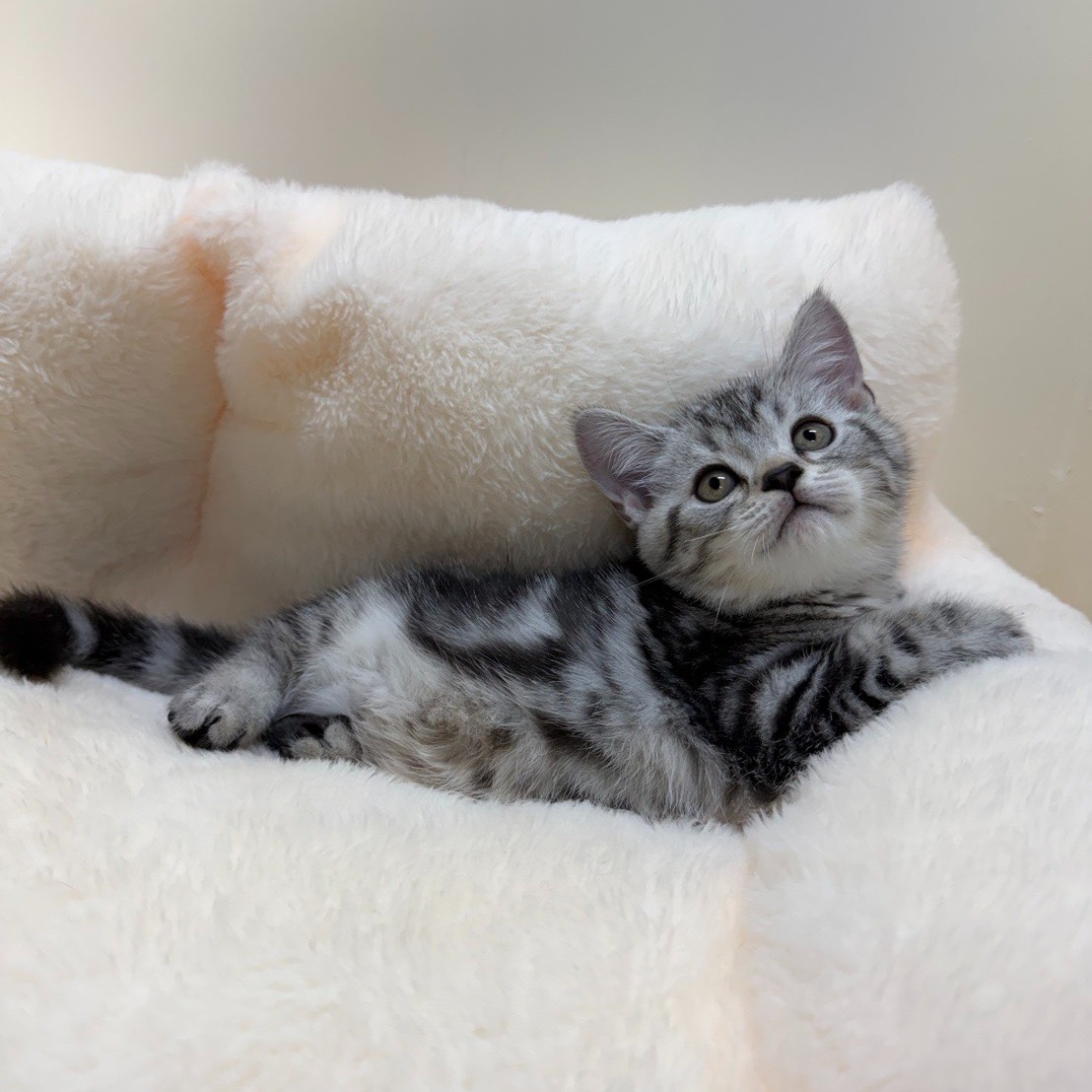 小藤貓舍／銀白螺旋紋美國短毛貓