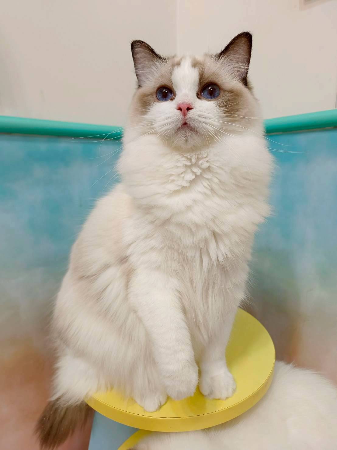 蘋果樹下的布偶貓／布偶貓