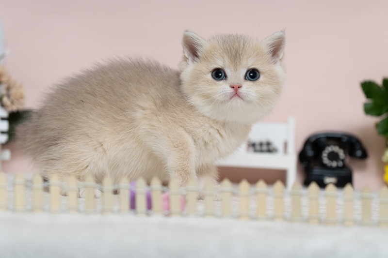 星光貓舍／焦糖藍金漸層英國短毛貓