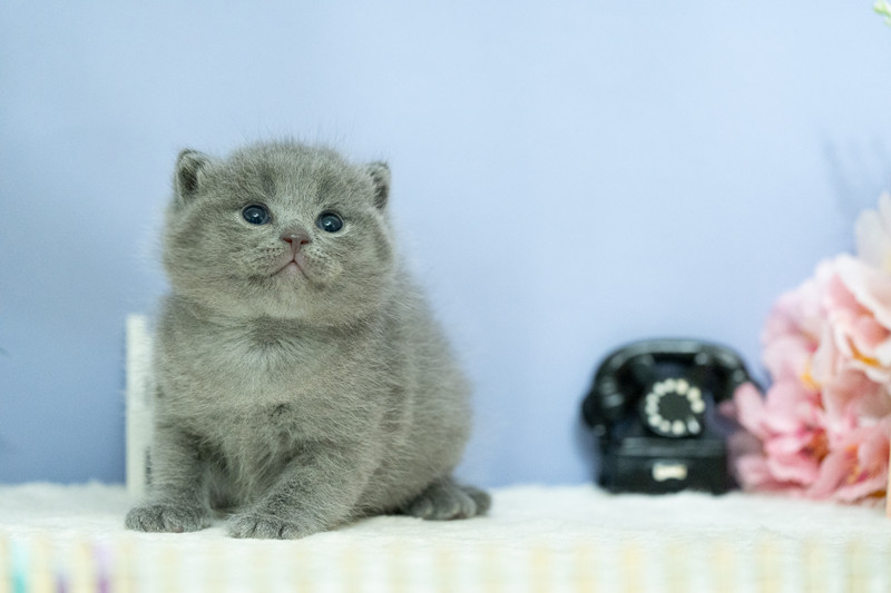 星光貓舍／藍色英國短毛貓