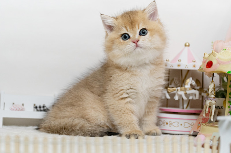 星光貓舍／金漸層英國短毛貓