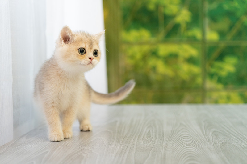 星光貓舍／焦糖藍金英國短毛貓