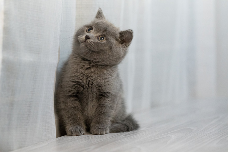 星光貓舍／藍英國短毛貓