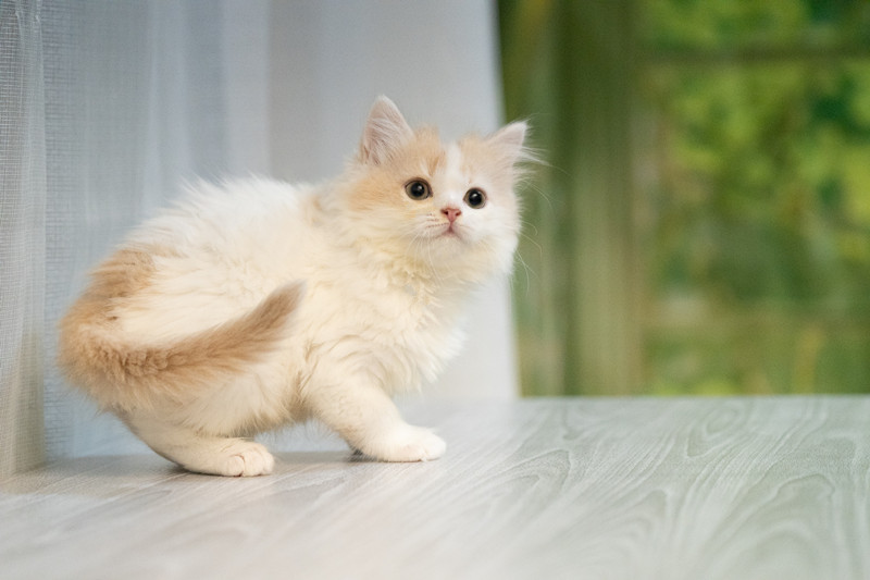 星光貓舍／奶油白小步舞曲