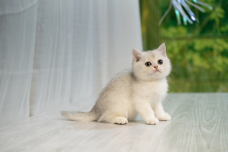 星光貓舍／銀漸層英國短毛貓