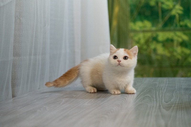 星光貓舍／橘白曼赤肯