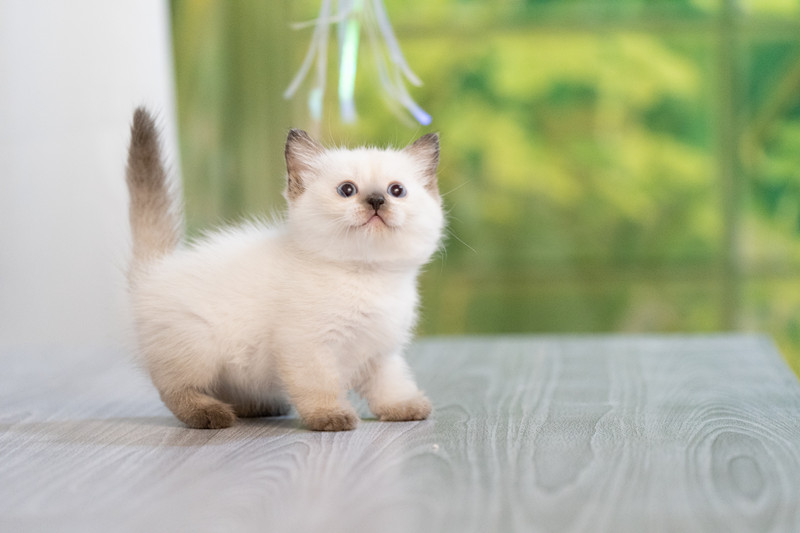 星光貓舍／紫端重點小步舞曲