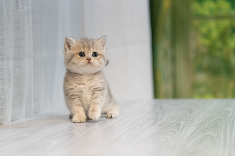 星光貓舍／藍金虎斑英國短毛貓